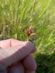 Bolboschoenus caldwellii