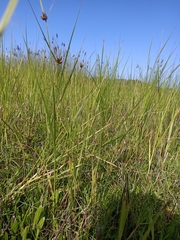 Bolboschoenus caldwellii