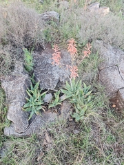 Aloe transvaalensis