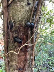 Apterodorcus bacchus