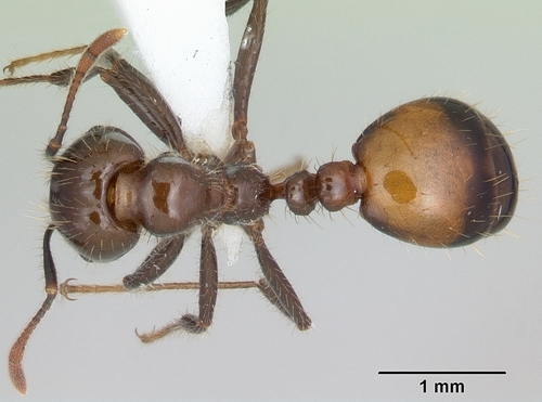 Black Imported Fire Ant photo 3