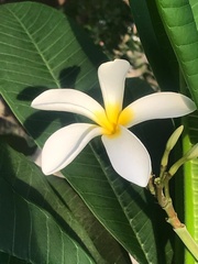 Plumeria