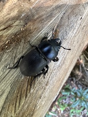 Apterodorcus bacchus