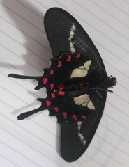 Parides agavus