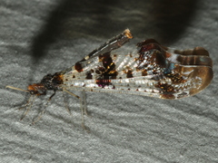 Periclystus circuiter