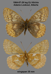 Boloria improba