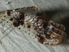 Periclystus circuiter