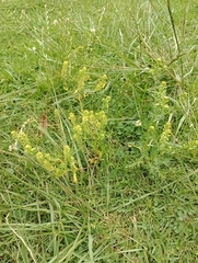 Lepidium bipinnatifidum