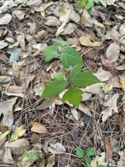 Toxicodendron pubescens