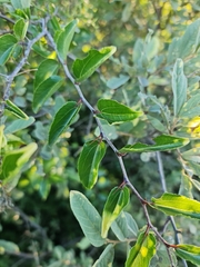 Ziziphus mucronata