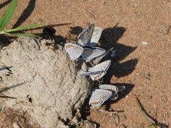 Plebejus samuelis
