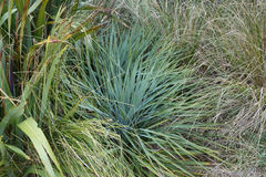 Aciphylla scott-thomsonii