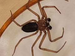 Doliomalus cimicoides