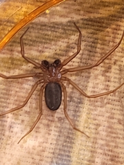 Doliomalus cimicoides