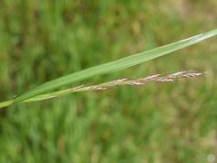 Lolium multiflorum