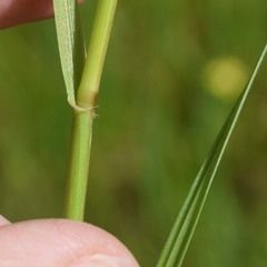 Lolium multiflorum