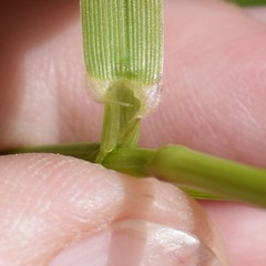 Lolium multiflorum