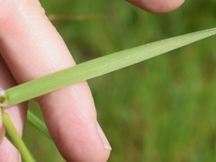 Lolium multiflorum
