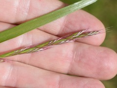 Lolium multiflorum