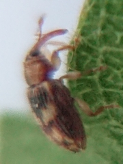 Peristoreus