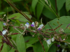 Sohmaea laxiflora