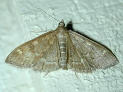 Mecyna mustelinalis