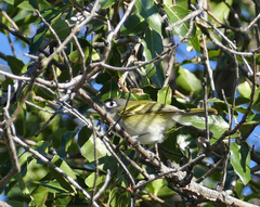 Vireo atricapilla