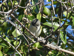 Vireo atricapilla