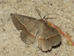 Phallaria ophiusaria