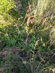 Aloe transvaalensis