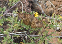 Ephyriades brunnea