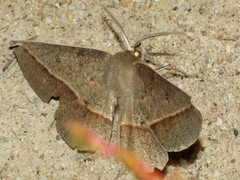 Phallaria ophiusaria