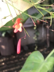 Russelia equisetiformis