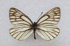 Aporia procris