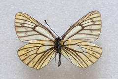 Aporia procris