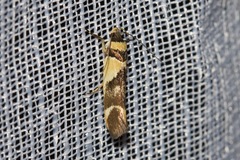 Macrobathra chrysotoxa