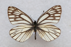 Aporia procris