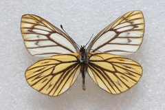Aporia procris