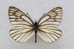 Aporia procris