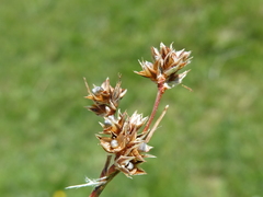 Luzula campestris