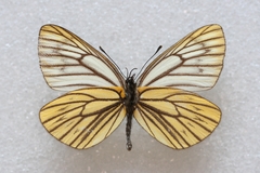 Aporia procris