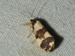 Philenora aspectalella