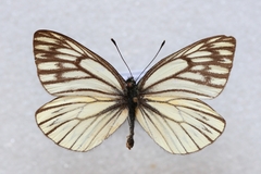 Aporia procris