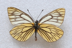 Aporia procris