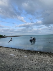 Onychoprion anaethetus