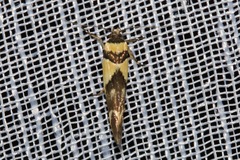 Macrobathra chrysotoxa