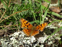 Polygonia satyrus