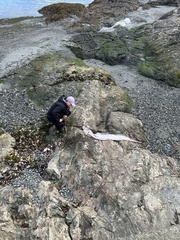 Trachipterus altivelis