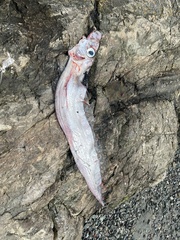 Trachipterus altivelis