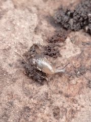 Madeirovitrina media